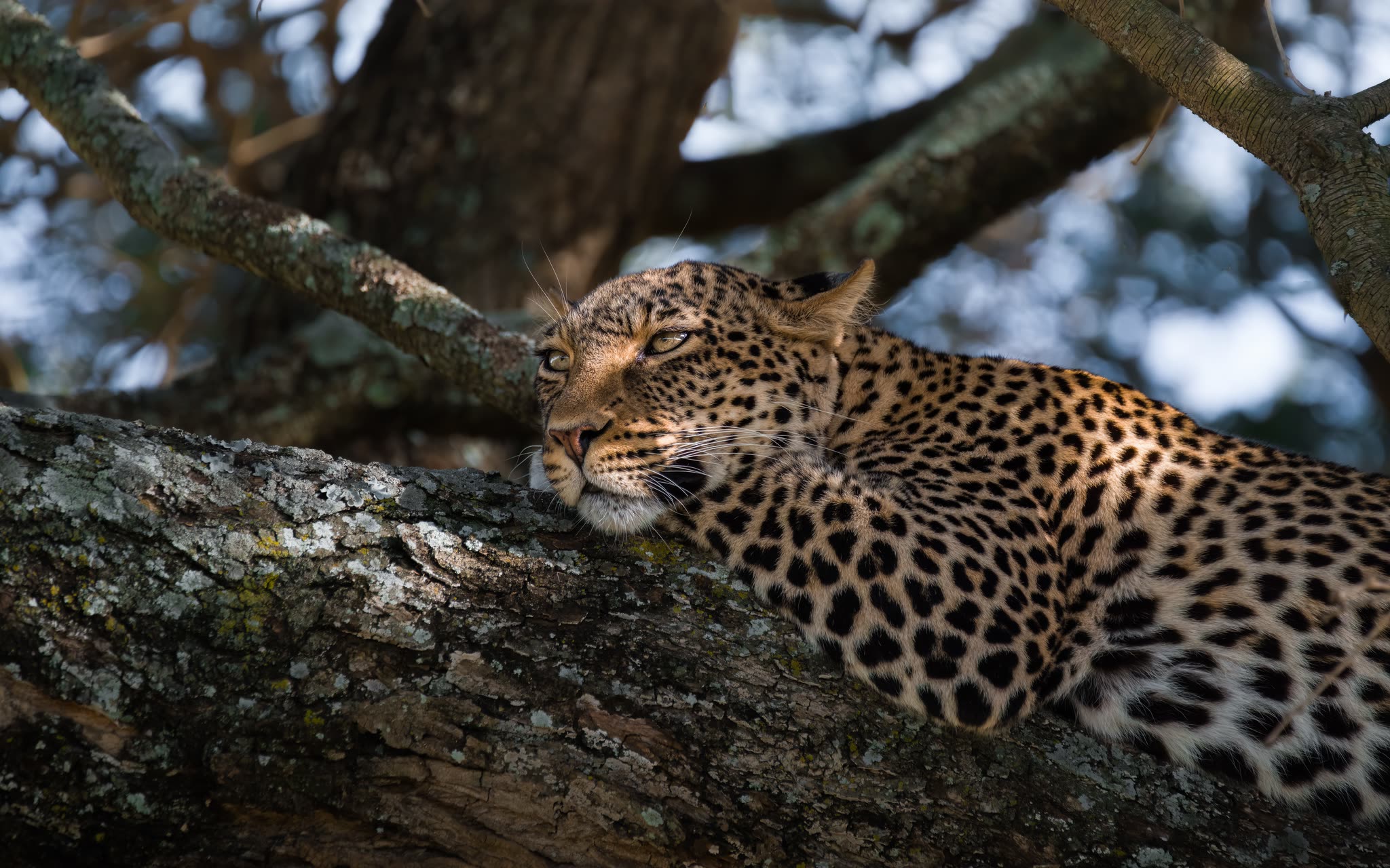 Leopard der hviler på en tyk trægren